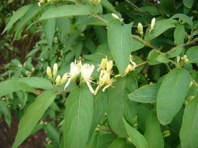 Lonicera chrysantha P2A P2B